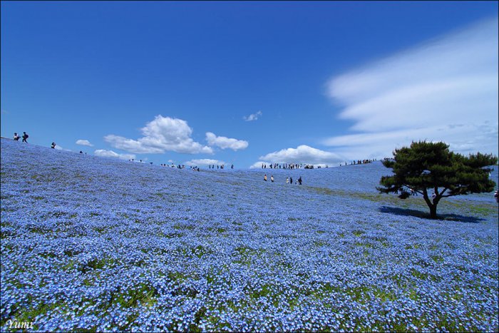 Национальный парк Хитачи в Японии (13 фото)