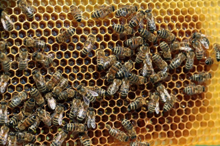 Как добывают мед из сот