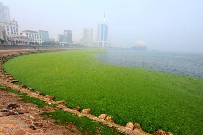 В Китае наступают водоросли