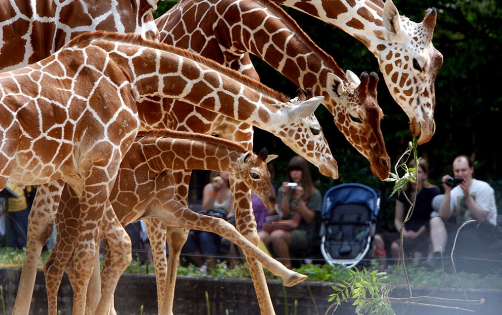Детеныш жирафа и бегемота. Семья Жирафов. Жираф с детенышем. Кёльнский зоопарк. Фотография семьи жирафа.