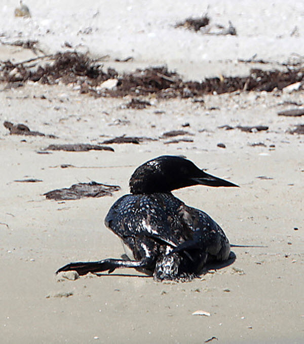Нефтяная катастрофа в Мексиканском заливе (21 фото)