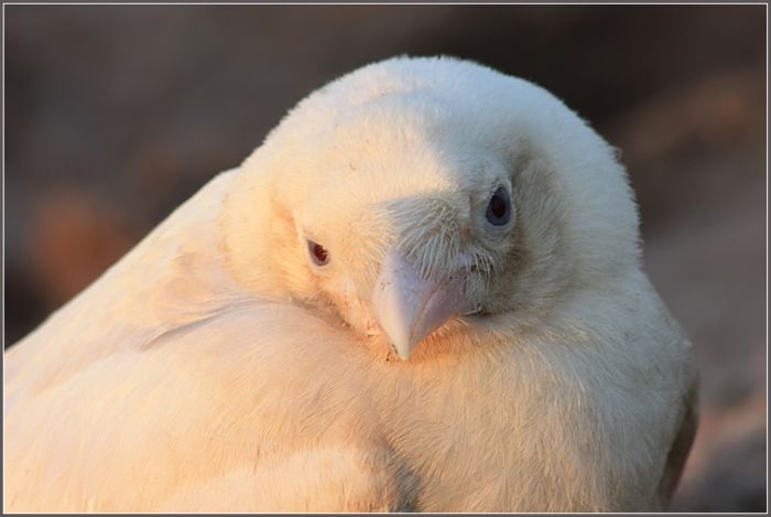 Белая вороная (4 фото)