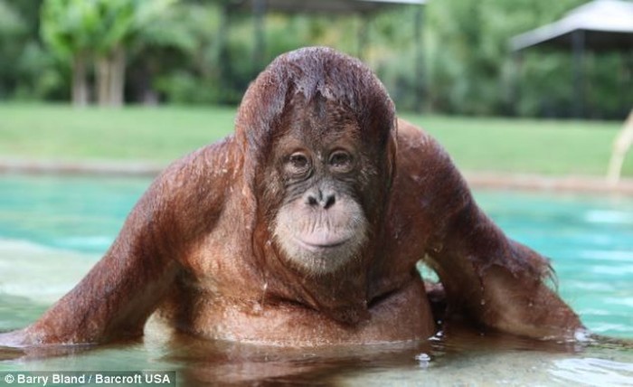 Плавание с орангутангом (5 фото)