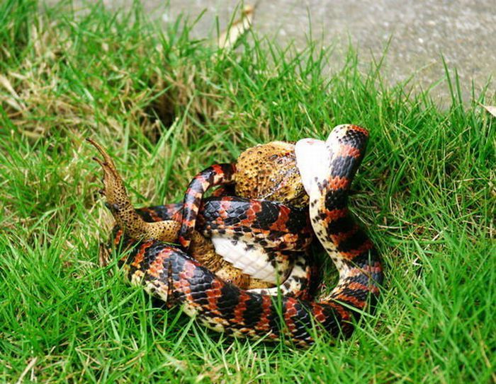 Змея ест лягушку (3 фото)