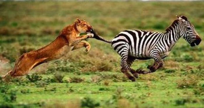 Нападение на зебр (11 фото)