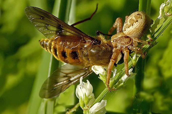 Прикольные фотографии насекомых (20 фото)