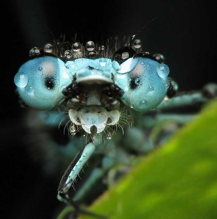 Прикольные фотографии насекомых (20 фото)