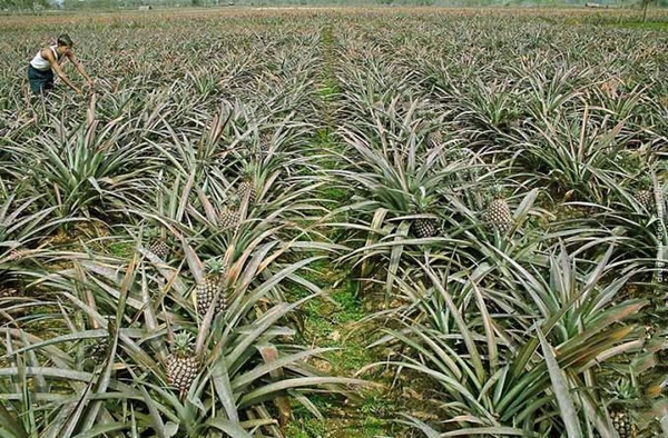 В Рязани - ананасы (4 фото)