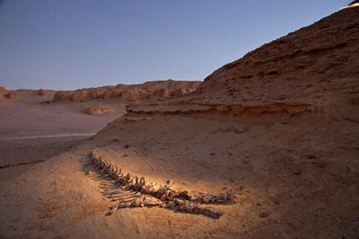 Киты в пустыне. Восточная Сахара (12 фото)