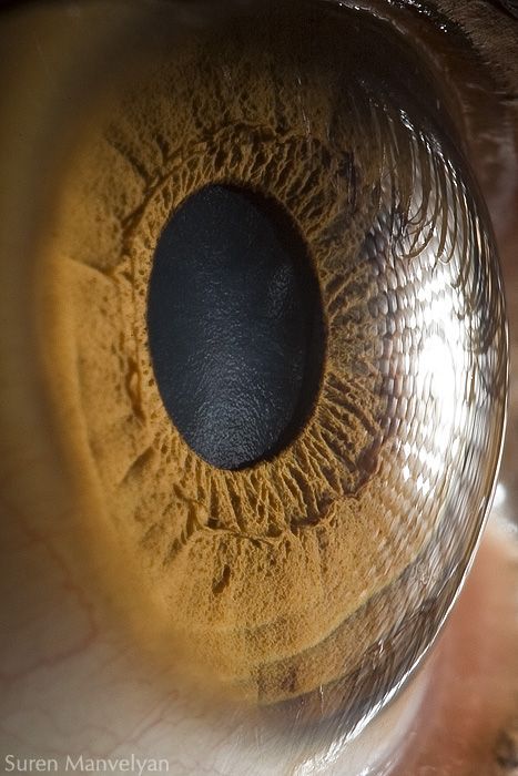 Удивительная макросъемка глаза (8 фото)