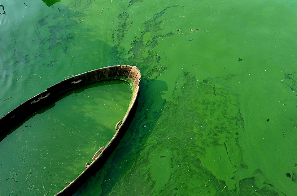 Зеленые воды последствия. Озеро Чаоху Китай. Цветение воды в природе. Озеро с зеленой водой. Зеленый цвет воды в озере.