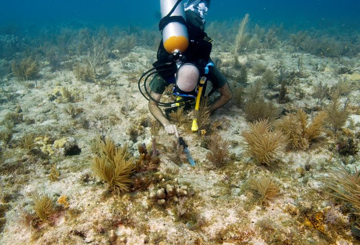 Восстановление умирающих коралловых рифов (13 фото)
