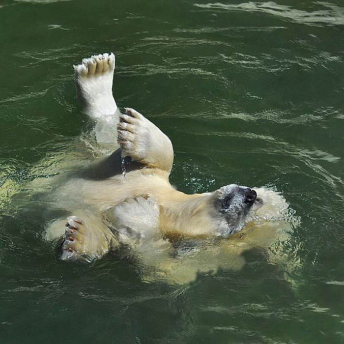 Животные купаются. Животные купаются в воде. Медведь купается в море. Медвежонок купается.