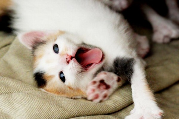 Зевающие котики (20 фото)