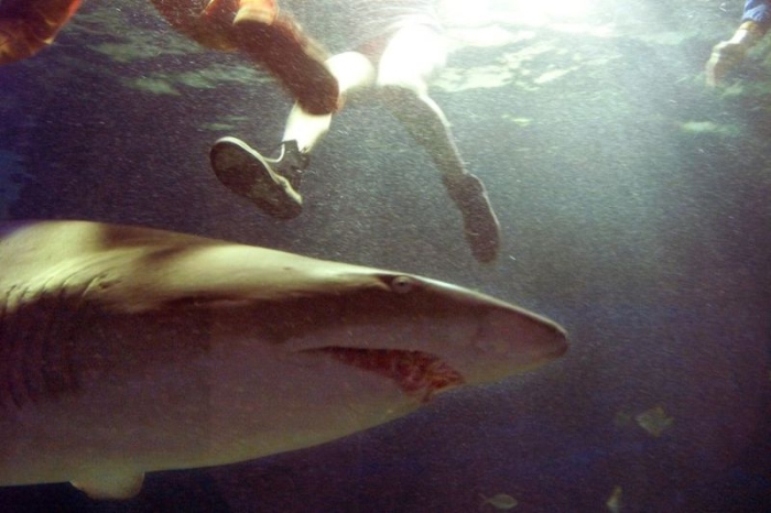 Акула - страшный морской хищник (30 фото)