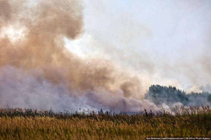 Московская область борется с пожарами (61 фото)