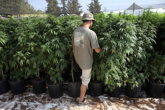 Медицинская марихуана в Израиле