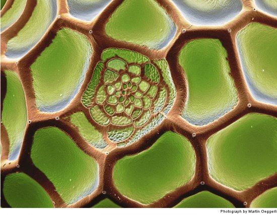 Яйца бабочки в макросъемке (9 фото)