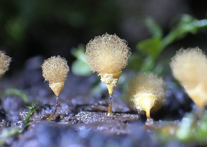 Очень красивые грибочки (63 фото)