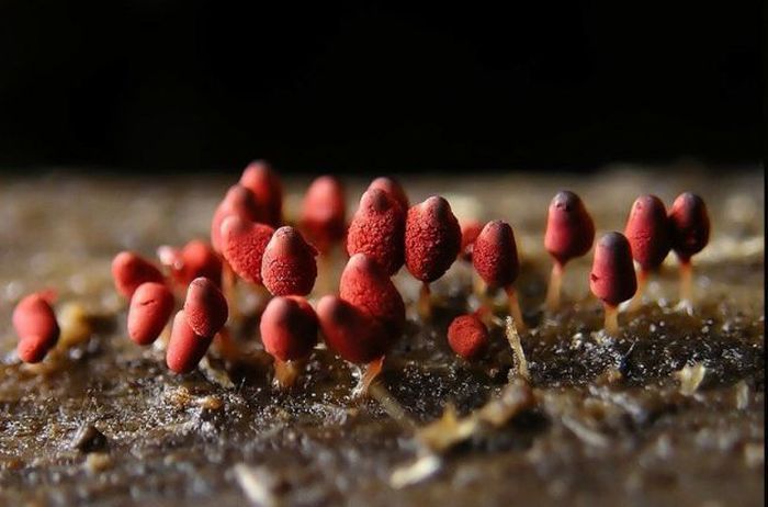 Очень красивые грибочки (63 фото)