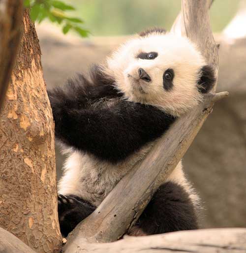 Очаровательные панды (12 фото)