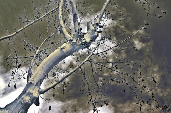  HDR  (47 )