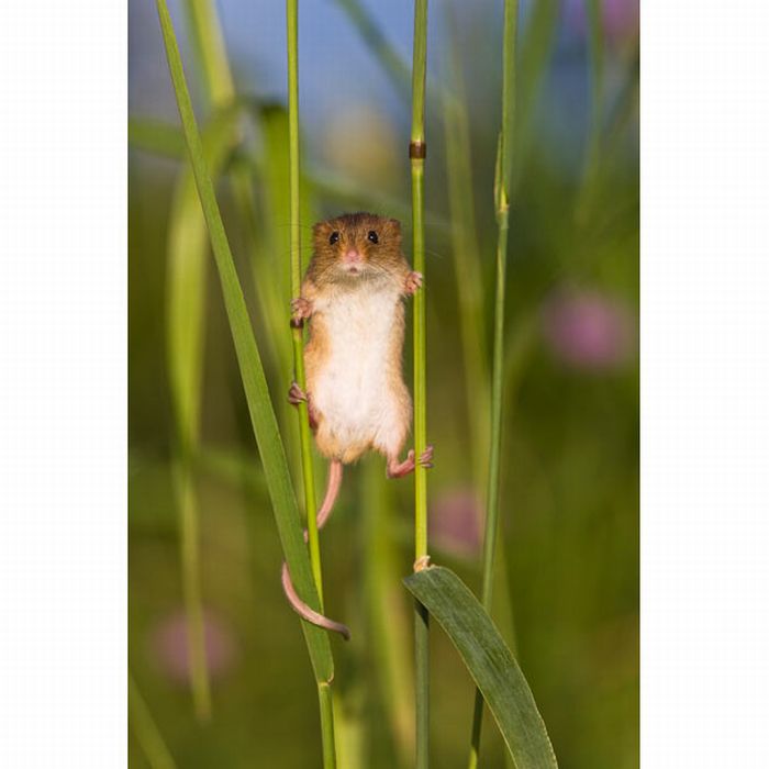 Жизнь полевых мышей (17 фото)
