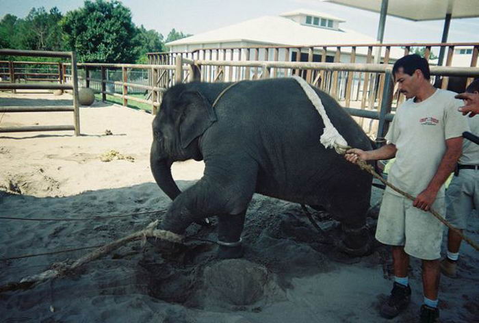 Дрессировка маленьких слонят (24 фото)