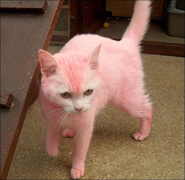 Розовая кошка (4 фото)