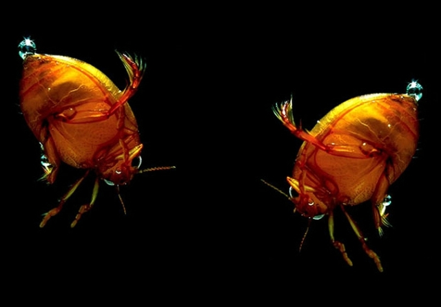 Макросъемка насекомых от Леона Бааса (Leon Baas)