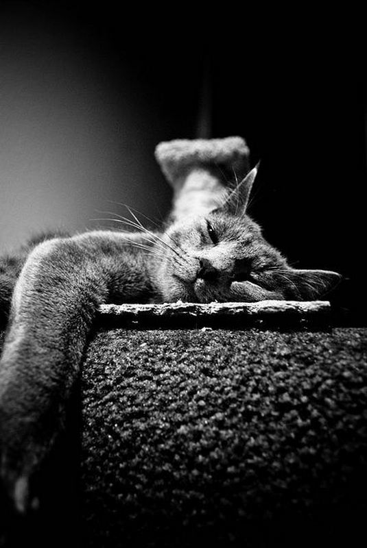 Забавные коты и кошки  (100 фото)
