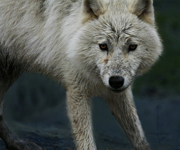 Полярный волк фото