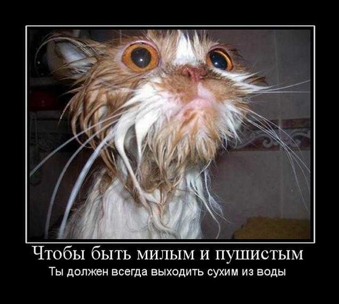 http://doseng.org/uploads/posts/2010-10/1285904169_doseng.org_demotivatory_44.jpg