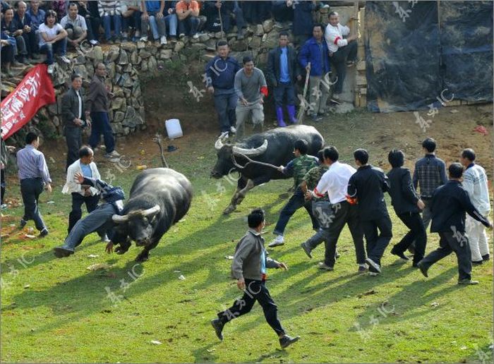 Бой быков в Китае (13 фото)