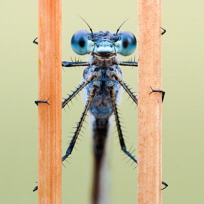 Отличные макро-фотографии насекомых