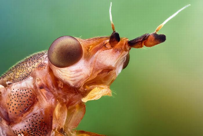 Отличные макро-фотографии насекомых