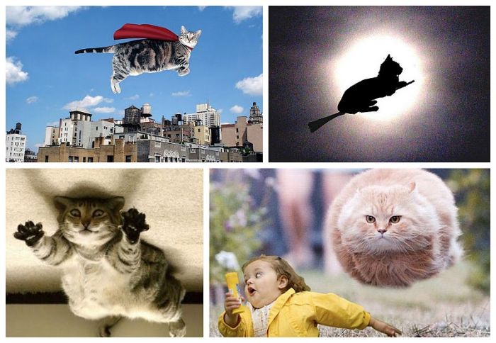 Летающие коты