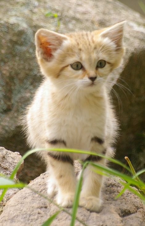 Ушастый котенок (7 фото)