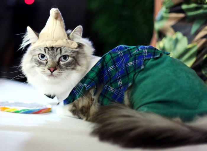 Выставка кошек Algonquin Cat Fashion Show 2010 (10 фото)
