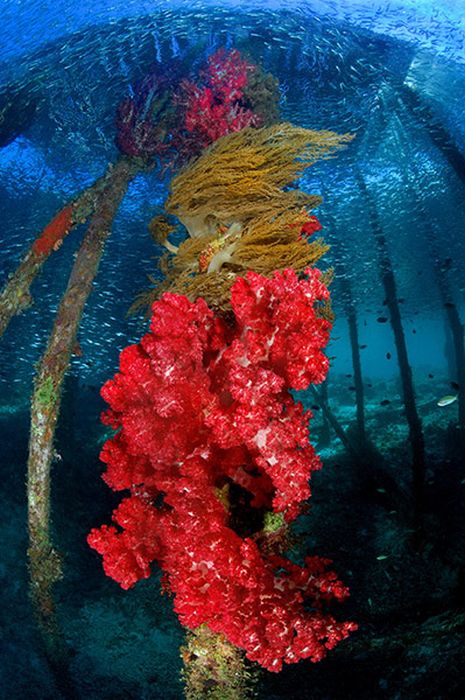 Лучшие подводные фотографии 2010 (24 фото)