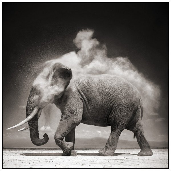     Nick Brandt