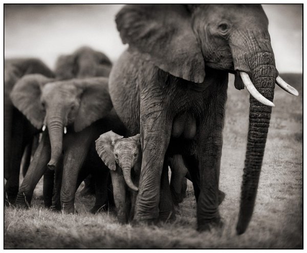     Nick Brandt