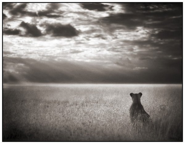     Nick Brandt