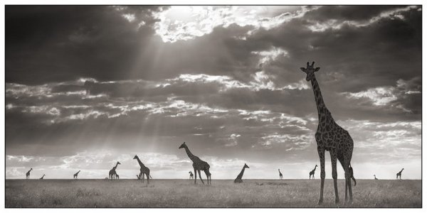     Nick Brandt