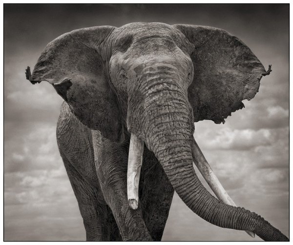     Nick Brandt