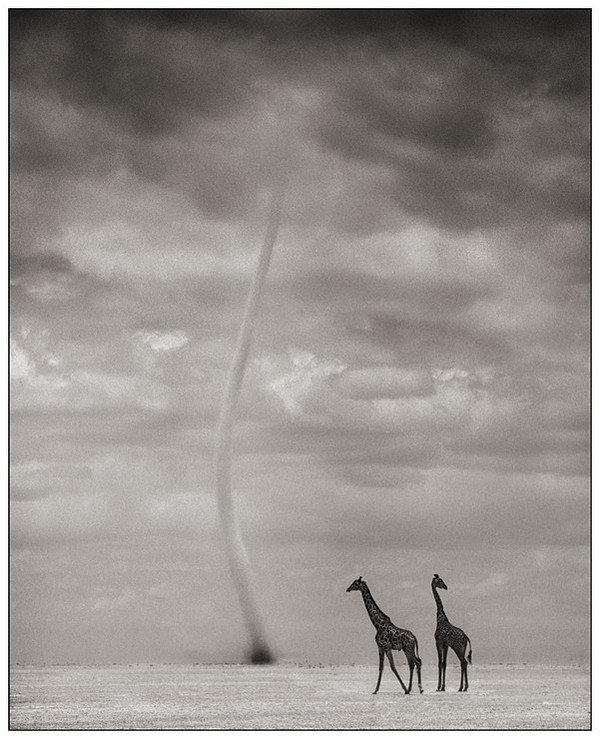     Nick Brandt