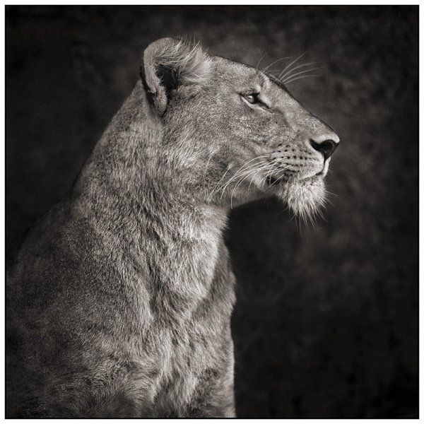     Nick Brandt