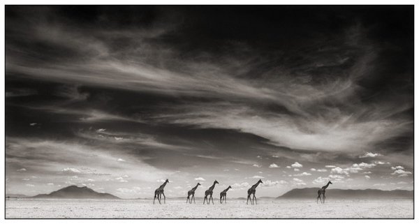     Nick Brandt