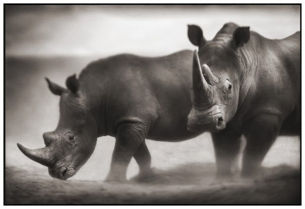     Nick Brandt