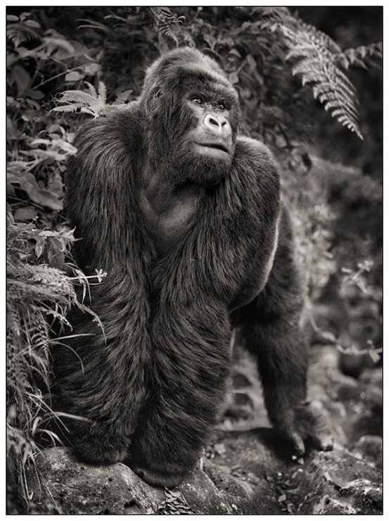     Nick Brandt